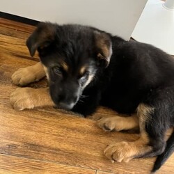 German shepherd puppies /German Shepherd Dog/Both/Younger Than Six Months,German shepherd puppies, born 7/8/23 ready for their new homes on the 2/10/23. Vax, microchipped and wormed. Well socialised with children. 2x males and 1x female 