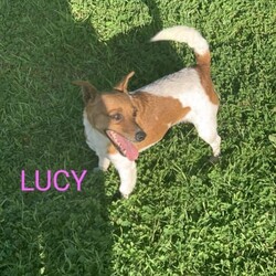 Jack Russell puppies /Jack Russell Terrier/Both/Younger Than Six Months,Jack Russell pups short hair ready for their forever homes born on the 19/9/23 have been vaccinated, microchiped,wormed, vet checked and flead.They are very playful and full of life.Lucy is 4 and half years old l would like older person who would like companionship. Not for breeding. $300Call Joe on ******3913. Please do not text. REVEAL_DETAILS 