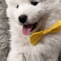 Purebred Samoyeds/Samoyed/Both/Younger Than Six Months,Hey all :) we have 6 purebred Samoyed puppies ready to go to their forever new homes on the 8’th of the month…we have 4 males and 2 females…they are absolutely adorable as you can see (wish i could keep them all :))) )Such little sweethearts….Mum and dad are also purebred and have amazing temperaments…..Pups have all been vaccinated wormed fully vet checked and microchipped…for more info you can contact me on ******4840 REVEAL_DETAILS 