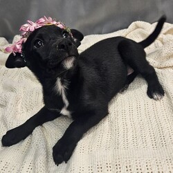 Adopt a dog:Dior/Border Collie/Female/Baby,this darling lil girl is 3 months old, she is just precious, currently about 10lb, def wont be more than 25-30lb full grown, she was rescued from a backyard breeder, she has since been fully vetted and ready for a loving family to call her own. to adopt this lil gem, click on link below for application. easy adoption process.
https://form.jotform.com/220057146504144?fbclid=IwAR3GikLye9gP9KoE_1AJsvdUuf8yFkre5GMxpffLoXcJs4bVjytyYsYI-O