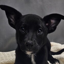 Adopt a dog:Dior/Border Collie/Female/Baby,this darling lil girl is 3 months old, she is just precious, currently about 10lb, def wont be more than 25-30lb full grown, she was rescued from a backyard breeder, she has since been fully vetted and ready for a loving family to call her own. to adopt this lil gem, click on link below for application. easy adoption process.
https://form.jotform.com/220057146504144?fbclid=IwAR3GikLye9gP9KoE_1AJsvdUuf8yFkre5GMxpffLoXcJs4bVjytyYsYI-O