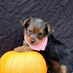 Barry/Yorkie									Puppy/Male	/8 Weeks,his baby boy is ready to find his forever home! He is expected to be 6-8 lb full grown. He is being family raised with children and is very well socialized. He is up to date on all vaccines and preventive deworming. We encourage you to come meet him in person, however if you are out of the area, we offer facetime calls! If you have any questions or would like to make a deposit to place him on hold, give us a call/text or send us a message. All of our puppies go home with their proper paperwork, a 2 year genetic health guarantee, 30 free trail of Trupanion Pet Insurance, pre-paid registration that is emailed to you once you bring your puppy home, a pre-paid online K9 Master Class and microchipped. Each of our puppies also go home with some food to transition on, NuVet & treats. We do accept Venmo & PayPal.