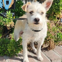 Adopt a dog:Fred/Terrier/Male/Young,Fred is about 15 pounds and 1-2 years old. His story is that he was found lost as a stray with another dog (Wilma) and an owner could not be located. Due to that, we don't know his history, but in the time that he has been here, we know that he is a very sweet boy that wants to lay his head on his people and be loved on. We have vaccinated him and he will be neutered and microchipped before leaving the shelter. $300.00 adoption includes the vaccines, neuter, and chip. If you are interested in this pet, please copy this link and fill out an application: https://forms.gle/BezYnKi1GXcydKDYA
