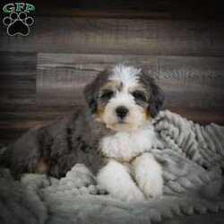 Wallo/Mini Bernedoodle									Puppy/Male	/8 Weeks,Hi there! I’m an F1 Mini Bernedoodle. I’m well socialized and ready for my forever home. Call or text to adopt me today. 