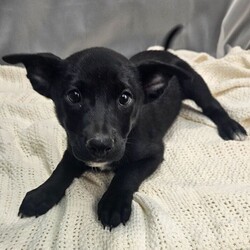 Adopt a dog:Dior/Border Collie/Female/Baby,this darling lil girl is 3 months old, she is just precious, currently about 10lb, def wont be more than 25-30lb full grown, she was rescued from a backyard breeder, she has since been fully vetted and ready for a loving family to call her own. to adopt this lil gem, click on link below for application. easy adoption process.
https://form.jotform.com/220057146504144?fbclid=IwAR3GikLye9gP9KoE_1AJsvdUuf8yFkre5GMxpffLoXcJs4bVjytyYsYI-O