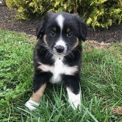 Elsa/Miniature Australian Shepherd									Puppy/Female	/8 Weeks,Exquisite Mini Australian Shepherds Available, This puppy is pure bred but not registered, The father is registered with the American Stock Dog registry and the mother is with the National Stock Dog registry,