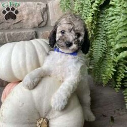 Brodi/Cavapoo									Puppy/Male	/8 Weeks,To contact the breeder about this puppy, click on the “View Breeder Info” tab above.