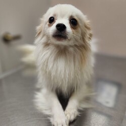 Adopt a dog:Cotton Tail /Pomeranian/Male/Young,Meet Cotton Tail!

Sweet little 5 pound, 1 year old Cotton Tail came from a overflowing shelter. This guy is your happy yappy pomeranian. He is fantastic with other dogs, and very sweet! He can be shy at first so he will need a understanding patient family. He loves to be carried around and cuddled. He is ok with older well mannered children. He is crate trained and working on his potty training. We do believe based on the condition he came in that he was an outside dog. He does have a beautiful long coat that will require regular grooming. This beautiful guy has such a wiggly loving soul and is just in need of a family to help him become the bestest boy he can be. Are you his forever?