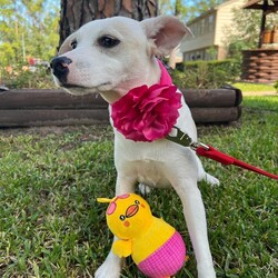 Adopt a dog:Tette/Chihuahua/Female/Young,* *—OUT OF TOWN PET —**
FOSTERED IN HOUSTON TEXAS AND READY TO TRAVEL TO THE EAST COAST AND PNW
¡IF ADOPTED ! —**


TETTE
FEMALE 
MIX OF CHIHUAHUA  
AGE APROX  1 YEAR 
WEIGHT APROX  20 LBS. 


TETTE was rescued and is fostered in HOUSTON TEXAS. 


She was wandering on the streets with her sister Tuttu. They were very scared because they were thrown away in that colony and they did not know how to walk on the busy streets. 

She is afraid of people she doesn't know at first and hides. A little nervous and distrustful, but after a while she gets comfortable and  surrenders. 

She is very loving, playful, very noble, and affectionate. 

She loves to be hugged and cuddled. 
She needs a quiet and loving family that shows her how to trust again. 



** HEALTH PROTOCOL **
Spay/Neuter 
DHPPI Vaccine
Rabies Vaccine 
Bordetella Vaccine 
Dewormed 
Heartworm test 
Health Certificate 
Vaccines booklet 

¡¡If wanting the perfect dog, we don’t have those here. Their perfectly imperfect. When we say rescue or case dogs they ain’t potty trained.!!



—**ADOPTION PREFERENCES **—


* FAMILIES WITH OPEN CONSCIENCE ABOUT WHAT IS THE RESCUE OF STREET ANIMALS AND THEIR BEHAVIORS OF NEED FOR PROTECTION AND EDUCATION

* * *WITH EXPERIENCE IN DOG BEHAVIOR AND TRAINIG BACKGROUND. 

*HIGH TOLERANCE AND PATIENCE FOR RESCUED PUPPIES. 



+*“ NOT HOUSE TRAINED “**. 

**Our big job with rescued pets is to rehab their health, taking them to the vet as many times is require for their vaccines, spay/neuter, surgery, diseases, rehab emotions, attend their necessities such as feeding them, cleaning their common areas, keeping them entertained, safe, healthy and protecting them from any dangerous situation. We have so many pets in foster that it is an impossible job to house-train each one !!!**



——— A D O P T I O N   P R O T O C O L

  1.) Complete our online application Please be as thorough as possible. Our goal is to pair you up with the perfect dog for your lifestyle and family dynamic. The more pertinent information you give us the better we can do this.
 

https://form.jotform.com/210878227621861

 
2.) Phone / Email interview
After we have either approved your application, or if we have more questions to ensure a perfect match, we will schedule a brief phone / email interview when everyone in the potential adoptive household is able to attend. This will be conducted by a ADAC team member and can include the foster of the dog as well.

3.) Home check
A member of the ADAC team will visit you in your home or virtually to ensure it is the best fit for the dog you are interested in adopting.

4.) Meet n greet
A member of the ADAC team will organize with you and with your prospective pup and the foster home, a virtual meet n greet This video call is for you to meet the pet and for us to make a visual check of your home and meet all your members of your family. Sometimes we also send a volunteer to do a home check in person.

5.) Trial adoption period
If, after the meet n greet, the potential adopter and the ADAC team member agree this is a good fit, we will send you an adoption contract. Each dog will have different needs and different trial timelines. During this phase communication with the ADAC team is imperative. You will be given thorough instructions on how to decompress and integrate this particular dog to your home. If you follow all instructions and communicate any issues to the ADAC team and it does not work out your adoption fee will be refunded, minus any non refundable transport fees (if applicable) and the dog will be returned to a foster home.


THE ADOPTION FEE WILL BE FINALIZED PRIOR TO TRANSPORT WHICH INCLUDES:

*SPAY/NEUTERED 
*COMPLETE VACCINATION 
DHPPI, RABIES, BORDETELLA 
*DEWORMING
HEARTWORM TEST
*HEALTH CERTIFICATE 


-TRANSPORT FEE  $250.00 the service will be given by a transport company) WILL BE PAID BY ADOPTER PRIOR TO DEPARTURE OF THE PET.


PLEASE UNDERSTAND THAT OUR RESCUED PETS ARE THE MOST IMPORTANT TO US.  THEY ARE ANIMALS THAT ARE SINTIENT BEINGS WHO HAVE BEEN RESCUED FROM SITUATIONS OF SEVERE ABUSE, AND ABANDONMENT.  WE INVEST TIME, MONEY, A LOT OF EFFORT AND EMOTIONAL STRESS FOR THEIR PHYSICAL AND EMOTIONAL REHABILITATION, WHICH WE DO NOT MAKE ANY MONETARY CHARGE FOR THAT SOCIAL WORK. 
BECAUSE OF THAT WE TRIED TO DO AN EXHAUSTIVE INVESTIGATION OF THE POSSIBLE NEW FAMILIES OF OUR BELOVED RESCUES.


¡ Doing the Right Things to Find the Right Family !

Every animal we rescue deserves a loving, safe, forever home. It’s a responsibility we take very seriously at ADAC. We are grateful to receive messages from individuals interested in adopting one of our cats or dogs, but we must take certain steps to ensure their safety, as best we can.

Every potential adopter must fill out an application and answer questions that help determine their suitability. Many of our enquiries come from outside of Mexico and we are unable to conduct a home visit. Therefore, we ask for photos of the residence as part of our due diligence. For example, if the dog in question is an escape artist, we would need to know if the yard is fenced, if you have enough space for a pet, if the conditions of the home is suitable for a pet,  and a photo/video would assure us of this.

We would like to continue with the adoption protocol, for this we need to receive photos or video of your home to confirm that it is a safe and suitable place for the pet.

This information we obtain from potential adopters is shared only with members of the adoption team involved in the application. Our database is only accessible by select ADAC members, and we never share any personal information with any other organization or business.

If you are not willing to share the information we need to finalize an adoption, we invite you to explore other organizations. These animals are our family and we need to know they will be cared for as such.

We are proud to have connected many beautiful animals into loving homes. You can search in our pages on Facebook, Instagram and our Website for many examples. 


IMPORTANT NOTE: Many of our dogs will receive numerous applications, and we ask for your patience during the process of finding the very best match. 

Our dogs are fostered in Texas or Saltillo Mexico, but available for adoption in various cities/states. 

For more information about our association please access our website at:
https://www.adacmx.com/index.html


https://www.facebook.com/almaibeth.salinas
adacanimalista@gmail.com
eyelemei@gmail.com
www.adacmx.com
https://www.facebook.com/ADACSALTILLO/
ADAC-MEXICO REVIEWS
https://g.co/kgs/voUvTC

Twitter:  @AdacAnimalista1
Instagram:   ac_adac