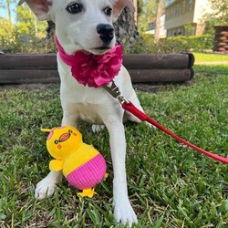 Adopt a dog:Tette/Chihuahua/Female/Young,* *—OUT OF TOWN PET —**
FOSTERED IN HOUSTON TEXAS AND READY TO TRAVEL TO THE EAST COAST AND PNW
¡IF ADOPTED ! —**


TETTE
FEMALE 
MIX OF CHIHUAHUA  
AGE APROX  1 YEAR 
WEIGHT APROX  20 LBS. 


TETTE was rescued and is fostered in HOUSTON TEXAS. 


She was wandering on the streets with her sister Tuttu. They were very scared because they were thrown away in that colony and they did not know how to walk on the busy streets. 

She is afraid of people she doesn't know at first and hides. A little nervous and distrustful, but after a while she gets comfortable and  surrenders. 

She is very loving, playful, very noble, and affectionate. 

She loves to be hugged and cuddled. 
She needs a quiet and loving family that shows her how to trust again. 



** HEALTH PROTOCOL **
Spay/Neuter 
DHPPI Vaccine
Rabies Vaccine 
Bordetella Vaccine 
Dewormed 
Heartworm test 
Health Certificate 
Vaccines booklet 

¡¡If wanting the perfect dog, we don’t have those here. Their perfectly imperfect. When we say rescue or case dogs they ain’t potty trained.!!



—**ADOPTION PREFERENCES **—


* FAMILIES WITH OPEN CONSCIENCE ABOUT WHAT IS THE RESCUE OF STREET ANIMALS AND THEIR BEHAVIORS OF NEED FOR PROTECTION AND EDUCATION

* * *WITH EXPERIENCE IN DOG BEHAVIOR AND TRAINIG BACKGROUND. 

*HIGH TOLERANCE AND PATIENCE FOR RESCUED PUPPIES. 



+*“ NOT HOUSE TRAINED “**. 

**Our big job with rescued pets is to rehab their health, taking them to the vet as many times is require for their vaccines, spay/neuter, surgery, diseases, rehab emotions, attend their necessities such as feeding them, cleaning their common areas, keeping them entertained, safe, healthy and protecting them from any dangerous situation. We have so many pets in foster that it is an impossible job to house-train each one !!!**



——— A D O P T I O N   P R O T O C O L

  1.) Complete our online application Please be as thorough as possible. Our goal is to pair you up with the perfect dog for your lifestyle and family dynamic. The more pertinent information you give us the better we can do this.
 

https://form.jotform.com/210878227621861

 
2.) Phone / Email interview
After we have either approved your application, or if we have more questions to ensure a perfect match, we will schedule a brief phone / email interview when everyone in the potential adoptive household is able to attend. This will be conducted by a ADAC team member and can include the foster of the dog as well.

3.) Home check
A member of the ADAC team will visit you in your home or virtually to ensure it is the best fit for the dog you are interested in adopting.

4.) Meet n greet
A member of the ADAC team will organize with you and with your prospective pup and the foster home, a virtual meet n greet This video call is for you to meet the pet and for us to make a visual check of your home and meet all your members of your family. Sometimes we also send a volunteer to do a home check in person.

5.) Trial adoption period
If, after the meet n greet, the potential adopter and the ADAC team member agree this is a good fit, we will send you an adoption contract. Each dog will have different needs and different trial timelines. During this phase communication with the ADAC team is imperative. You will be given thorough instructions on how to decompress and integrate this particular dog to your home. If you follow all instructions and communicate any issues to the ADAC team and it does not work out your adoption fee will be refunded, minus any non refundable transport fees (if applicable) and the dog will be returned to a foster home.


THE ADOPTION FEE WILL BE FINALIZED PRIOR TO TRANSPORT WHICH INCLUDES:

*SPAY/NEUTERED 
*COMPLETE VACCINATION 
DHPPI, RABIES, BORDETELLA 
*DEWORMING
HEARTWORM TEST
*HEALTH CERTIFICATE 


-TRANSPORT FEE  $250.00 the service will be given by a transport company) WILL BE PAID BY ADOPTER PRIOR TO DEPARTURE OF THE PET.


PLEASE UNDERSTAND THAT OUR RESCUED PETS ARE THE MOST IMPORTANT TO US.  THEY ARE ANIMALS THAT ARE SINTIENT BEINGS WHO HAVE BEEN RESCUED FROM SITUATIONS OF SEVERE ABUSE, AND ABANDONMENT.  WE INVEST TIME, MONEY, A LOT OF EFFORT AND EMOTIONAL STRESS FOR THEIR PHYSICAL AND EMOTIONAL REHABILITATION, WHICH WE DO NOT MAKE ANY MONETARY CHARGE FOR THAT SOCIAL WORK. 
BECAUSE OF THAT WE TRIED TO DO AN EXHAUSTIVE INVESTIGATION OF THE POSSIBLE NEW FAMILIES OF OUR BELOVED RESCUES.


¡ Doing the Right Things to Find the Right Family !

Every animal we rescue deserves a loving, safe, forever home. It’s a responsibility we take very seriously at ADAC. We are grateful to receive messages from individuals interested in adopting one of our cats or dogs, but we must take certain steps to ensure their safety, as best we can.

Every potential adopter must fill out an application and answer questions that help determine their suitability. Many of our enquiries come from outside of Mexico and we are unable to conduct a home visit. Therefore, we ask for photos of the residence as part of our due diligence. For example, if the dog in question is an escape artist, we would need to know if the yard is fenced, if you have enough space for a pet, if the conditions of the home is suitable for a pet,  and a photo/video would assure us of this.

We would like to continue with the adoption protocol, for this we need to receive photos or video of your home to confirm that it is a safe and suitable place for the pet.

This information we obtain from potential adopters is shared only with members of the adoption team involved in the application. Our database is only accessible by select ADAC members, and we never share any personal information with any other organization or business.

If you are not willing to share the information we need to finalize an adoption, we invite you to explore other organizations. These animals are our family and we need to know they will be cared for as such.

We are proud to have connected many beautiful animals into loving homes. You can search in our pages on Facebook, Instagram and our Website for many examples. 


IMPORTANT NOTE: Many of our dogs will receive numerous applications, and we ask for your patience during the process of finding the very best match. 

Our dogs are fostered in Texas or Saltillo Mexico, but available for adoption in various cities/states. 

For more information about our association please access our website at:
https://www.adacmx.com/index.html


https://www.facebook.com/almaibeth.salinas
adacanimalista@gmail.com
eyelemei@gmail.com
www.adacmx.com
https://www.facebook.com/ADACSALTILLO/
ADAC-MEXICO REVIEWS
https://g.co/kgs/voUvTC

Twitter:  @AdacAnimalista1
Instagram:   ac_adac