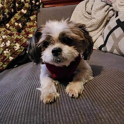 Male Shih Tzu is available for adoption