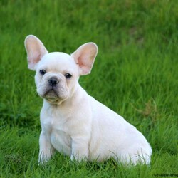 Sampson/French Bulldog									Puppy/Male	/8 Weeks,Check out this stunning French Bulldog puppy, Sampson! This awesome pup is vet checked & up to date on shots and wormer, plus comes with a health guarantee provided by the breeder! Sampson is well socialized & currently being family raised! If you would like more information on this cutie, please contact Hassan King today!