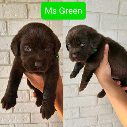 Purebred Labrador Retriever Puppies/Labrador Retriever/Both/Younger Than Six Months,7 adorable, healthy, purebred labrador retriever puppies. Currently 3 weeks old. Born on the 27th of September 2023. Will be ready for their new homes on the 11th of November (Saturday). Will come with vaccination, wormed every 2 weeks and microchipped.Dad - dudley labrador - is purebred and pedigree paperedMum - chocolate labrador - is purebred but not papered.So pups won't be papered.Price is VERY negotiable as we are selling our pups as pets and want them to find a loving home. Mum and Dad are also available for viewing. Please don't hesitate to message for more details and about pricing.Breeder Identification Number (BIN) : 0012952060704