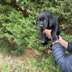 Pedigree Labrador Puppies( price is negotiable )/Labrador Retriever/Male/Younger Than Six Months,If you see my ad, yes pet is still for sale.Beautiful black and yellow ( males and females) Labrador puppies are looking for forever home. DOB is 10/08/23 and pups are ready to go now. Pups will come with: first vaccination, microchip, health certificate from Vet and wormed every 2weeks since born. Parents got Excellent hip/elbow scores and DNA tests and Eyes tests.Dad is yellow colour: Hip 3 / Elbow 0Mum is black colour: Hip 6 / Elbow 0Mum is medium size 28kg and Dad is 35kgMum is available for view.If you are interested send me a message please.956000016351079956000016330949956000016340232956000016334080