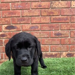 Pedigree Labrador Puppies( price is negotiable )/Labrador Retriever/Male/Younger Than Six Months,If you see my ad, yes pet is still for sale.Beautiful black and yellow ( males and females) Labrador puppies are looking for forever home. DOB is 10/08/23 and pups are ready to go now. Pups will come with: first vaccination, microchip, health certificate from Vet and wormed every 2weeks since born. Parents got Excellent hip/elbow scores and DNA tests and Eyes tests.Dad is yellow colour: Hip 3 / Elbow 0Mum is black colour: Hip 6 / Elbow 0Mum is medium size 28kg and Dad is 35kgMum is available for view.If you are interested send me a message please.956000016351079956000016330949956000016340232956000016334080