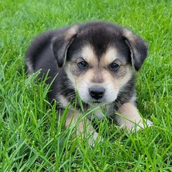 Bear/Great Pyrenees Mix									Puppy/Male	/11 Weeks,To contact the breeder about this puppy, click on the “View Breeder Info” tab above.