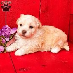 Mia/Havanese									Puppy/Female	/6 Weeks,  Mia is a precious little cream and white Akc registered havanese puppy! Super sweet friendly personality! Family raised and well socialized! Up to date with all shots and dewormings! Comes with a health guarantee! Delivery available! Contact us today to get your new family member!