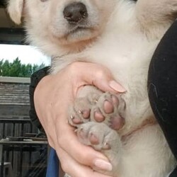 White PureBred German Shepherd Pups For Sale/German Shepherd Dog/Both/Younger Than Six Months,5 x Females2 x MalesPureBred White German ShepherdWe are delighted to announce that our White German Shepherds have had their second litter.They will be sold fully vaccinated, microchipped, flead and wormed and will be available to go to their loving families in 3 weeks.As shown in the photos, mum (Gemma) is snow white and dad (Buddy) is blonde white.They are both very gentle and playful with our children, yet both incredible guard/watch dogs.