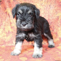 Timber/Miniature Schnauzer									Puppy/Male	/6 Weeks,Timber is a Black & Silver Miniature Schnauzer who comes with limited AKC registration. We offer full AKC registration for an extra fee. His tail has been docked according to breed standards and his ears are natural. He is 100% genetically clear for over 200 hereditary issues. We offer 30 days of free pet insurance and a 30 day health guarantee. If you would like to learn more about Timber contact us today! 