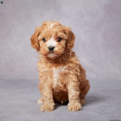 Kip/Cavapoo									Puppy/Male	/6 Weeks,AKC registered / Genetically tested Parents – Happy and healthy – F1 Cavapoo – Up to date on and deworming – Microchipped – 6 month health/1 year genetic guarantees(1yr/2yr if you remain on recommended food)- Full vet examination Call/text/email to schedule a time to come out and visit. We can ship to you, or can meet you at our airport. We can also meet in between if a reasonable distance.