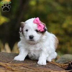 Hollie/Teddy Bear									Puppy/Female	/5 Weeks,Meet Hollie, the sweetest little Shichon. This sweet pup loves her people and will never leave your side. Playtime is no joke to her, and she will always find a way to make you smile with her cute puppy antics. With her silky, soft coat and deep brown, puppy-dog eyes, this little baby will steal your heart from the very first minute you see her. Hollie will join her new family with: • First vet exam already completed • Current on necessary vaccines and dewormer • Microchipped • Our one year genetic health guarantee Momma to this sweet baby is an adorable Bichon named Mindy. She is a family favorite and is a very good momma to her little ones. Friskee the dad, is a stunning Shitzu. He is very loyal and loves running and playing in the outdoors. For more info, or to schedule a visit with the babies, you can call . (This is a landline so we can not receive and texts. Sorry for any inconvenience.)