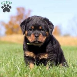 Buddy/Rottweiler									Puppy/Male	/8 Weeks,Meet Buddy! This stunning boy is an AKC registered Rottweiler pup. In addition to his glistening coat and bright, intelligent eyes, he has a sharp wit and picks up on new things fast. This little guy sports a chunky, adorable body and a typical Rott demeanor, calm, confident, and courageous. Rottweilers are an excellent choice for a family dog. The aloof demeanor that these world class protectors present to outsiders belies the playfulness, and downright silliness, that endear Rotties to their loved ones. Early training and socialization is key in harnessing these pups’ high drive nature. We try and get them off on the right foot and pair them with families who will keep this up. A well raised Rott is a loyal guardian for life. We love this breed and love to give people the chance to share their home with this special type of dog. 