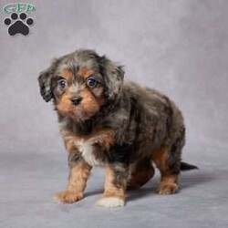 Duke/Cavapoo									Puppy/Male	/7 Weeks,AKC registered / Genetically tested Parents – Happy and healthy – F1 Cavapoo – Up to date on and deworming – Microchipped – 6 month health/1 year genetic guarantees(1yr/2yr if you remain on recommended food)- Full vet examination Call/text/email to schedule a time to come out and visit. We can ship to you, or can meet you at our airport. We can also meet in between if a reasonable distance.