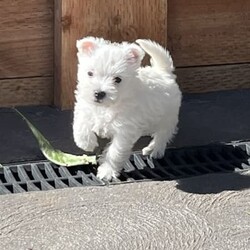 West Highland Terrier Babies soon ready for their new homes./West Highland White Terrier/Both/Younger Than Six Months,We have male and female westie puppies ready for their new homes from 5th November.The West Highland Terrier is a friendly, sturdy and spunky little breed.They are extremely confident and adaptable, this breed does not lack in self esteem.A Westie will be quick to announce an incoming visitor and then welcome them with a grin and a gaily wagging tail.The parents of this litter have all of these traits, they love people and get along with other pets and are very well mannered.Our Westie babies have been raised in our home with love and cuddles from day one.They are very confident and love to play and snuggle.These babies have had their first vaccination and have been microchipped, they have had a vet health check and and the new owner will get that report.They have a puppy pack to help them settle into their new home, it contains a blanket and toy that has the siblings and mothers scent, a bag of Royal Canin puppy biscuits which the puppy has been raised on to ensure optimum puppy health, and a puppy information folder with feeding guidelines and vet health documents.These little puppies are absolutely gorgeous and are for loving homes only.RPBA816