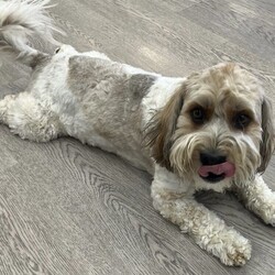 Adopt a dog:me/Havanese/Male/Adult,Oh, my! What a sweet boy Max is! A Cavanese, his father was 100% Cavalier, and his mom was 100% Havanese. He's 3 years old, weighs 35 pounds and sports a tricolor medium length coat that's soft to the touch. And his temperament? We already said he's sweet, and to that we can add that he does well with all dogs and cats. (Not all cats like him, though.) He does very well with kids, too, except that he doesn't understand that he needs to be gentle with younger ones. He enjoys going to daycare where he plays with everyone until he decides he needs a bit of a rest. Max walks well on a leash and uses potty bells when he needs to go out. He does have some food allergies which means he has some dietary restrictions. So! If his mom was 100% and his dad was 100%, does that mean he's 200%? Yup! 200% wonderful! (posted 10/26/23, R)
ADOPTION: $250.00