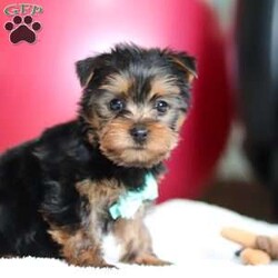 Landon/Yorkie									Puppy/Male	/8 Weeks,Landon is the definition of “pawsitively” delightful! He’s a bundle of joy, always ready to brighten your day with his playful antics. This little guy is incredibly affectionate ACA Registered Yorkshire Terrier who loves snuggles, making him the perfect cuddle buddy. His friendly nature and boundless energy will keep you entertained, and his loyalty will warm your heart. Landon is not just a pup; he’s a tiny ball of cuteness! With his soft, silky coat and big, expressive eyes, he’s an absolute head-turner. His petite size and charming appearance make him the envy of the dog park. Don’t miss your chance to bring Landon into your life. He’s the ultimate package of adorableness and charm.  Adopt Landon today, and you’ll have a forever friend who’ll bring joy, love, and laughter into your home.