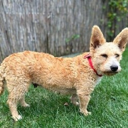 Adopt a dog:Sandy/Poodle/Female/Young,Winner of best ears goes to..Sandy (aka Sandra)

What's your guess for a breed? Her fosters say maybe corgi/poodle/terrier mix but that isn't important, what is important is that Sandy is the sweetest girl. She is a year and a half old and a wonderfully sized compact 19Lbs.

Sandy is even tempered, curious about her surroundings, and able to be independent. She has quickly settled into the joys of family life. She loves to play, wrestle, and rest with both humans and the other two dogs (15-20lb males) in her foster home. Then, she'll crawl up on a welcoming lap for some snuggles and pets.

She still has a bit of a puppyish mindset, many things are so new to here. Continued exposure to the sites and sounds of life will benefit her. She will respond to her name, comes when called, and reacts appropriately with positive encouragement and gentle discouragement. She is making good progress on her house training.

She's also so darn cute she will melt your heart every time you look at her and her fabulous ears.

She has proven to be kid-friendly with the older respectful kids in her foster home. She would make a great companion or all around family dog. While she isn't going to win any marathons, she would be a willing and loyal hiking and walking partner. A joyful family addition.

To see about a meet with Sandy you must complete an Underdogs Rock Rescue on-line adoption application (not an adoption website inquiry). An online application can be found at https://underdogsrock.org/adoption-application

Underdogs are not held for or shipped outside of the Portland metro area. Meets and home checks are part of the adoption process. Everyone in an applicant's household must be able to meet at the foster's location. Sandy is being fostered in NE Portland.

Sandy is spayed, microchipped, up to date on vaccinations and preventatives, and has had a recent vet check. Her adoption fee is $425.

For updates on Sandy and all the Underdogs be sure to follow the Underdogs Rock Rescue Facebook page.

PLEASE NOTE: Any stated breed mix is a pure guess based off of breeds Sandy looks at least somewhat similar to.