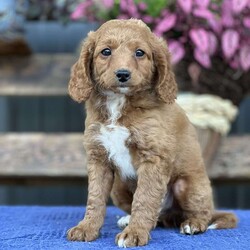 Clive/Cavapoo									Puppy/Male	/12 Weeks,Here is a beautiful litter of Cavapoos.  These pups have fantastic personalities.  They have been vet check, wormed, and are up to date with shots.   Call today! 