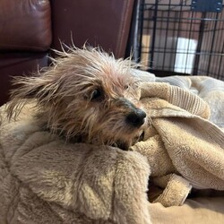 Adopt a dog:Gertrude/Yorkshire Terrier/Female/Senior,Gertrude is a 12 year 9lb yorkie found as a stray in Charles Co.  She was just rescued so we will post more as we get to know her, but so far she has been very sweet and cuddley.  She is being fostered in Rockville, Maryland