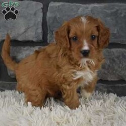 Miles/Cavapoo									Puppy/Male	/6 Weeks,I offer a 1 year health guarantee.  Up to date on shots and dewormings.  I’m looking for a loving indoor home. Shipping options are available anywhere in the US. All Sunday calls are returned on Mondays. 