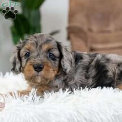 Missy/Cavapoo									Puppy/Female	/8 Weeks,To contact the breeder about this puppy, click on the “View Breeder Info” tab above.