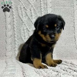 Lizzo/Rottweiler									Puppy/Female	/7 Weeks,Hello, I am a beautiful healthy active Rottweiler Puppy, I will make a great companion for you and your family, I am very well socialized, I love to run and play all day long. I am AKC Registered and would make a great companion for you and you family,My Dad is Yago he is 2 years and is is around 100 pounds,and my Mom is Raven she is around 90 pounds. They both have excellent temperaments,