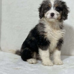 Casey/Mini Bernedoodle									Puppy/Female	/10 Weeks,Here is a beautiful litter of family raised and socialized Mini Bernedoodles.   This babies have amazing personalities.  They have been vet checked, wormed, and are up to date with shots.  Call today 