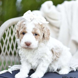 Ellie Mae/Mini Goldendoodle									Puppy/Female	/5 Weeks,To contact the breeder about this puppy, click on the “View Breeder Info” tab above.