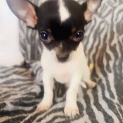 ❤️Amazing Tiny Pure Chihuahua pups MUST SEE!!❤️/Chihuahua (Long Coat)/Both/Younger Than Six Months,***SERIOUS ENQUIRIES ONLY***PRICE REDUCED THESE TINY CHIHUAHUA PUPS ARE LOOKING FOR WONDERFUL PET HOMES