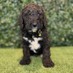 Adopt a dog:5 x F1b Standard Groodles (DNA Clear) Free Delivery Sydney//Male/Younger Than Six Months,5 x beautiful purebred F1b Standard Groodle puppies available to a loving home. Ready to go from the 29th November and we can deliver them to Sydney on this date.- 5 x MalesPuppies come :- With first round of vaccinations & microchipped- Vet check report- 6 weeks free pet insurance- Not desexed- Wormed every 2 weeksThe puppies have been raised indoors and outdoors, and around children and other puppies. These puppies will be low shedding, some do have more of a non-shedding/poodle type coat, some have more of the typical first generation groodle look that will be wavy and fleece. Similar to bordoodle, labradoodle, Aussiedoodle.The father is a DNA Clear 25kg Black Parti Standard Poodle, the mother is a 28kg DNA tested Clear Standard Groodle. We own both parents and I can send photos of parents on request.Once our puppies leave, we:- Would love to see updates!- Offer a rehoming policy- Offer a 18 month health guarantee- Have a Facebook page you can stay in touch or see other puppies we have bred- Offer support and are free to talk at any time throughout your puppies lifeWe are located in Nyngan NSW, can get to Dubbo at any stage. Road transport is usually organised from Dubbo. There will be free transport to Sydney, with a chosen meeting location and time. Happy to arrange other freight at buyers expense, flights from Sydney to another capital city are usually around $300Full members of AAPDB: 16947BIN: B000738270We have a website & Facebook page Country Canine Co. Please look on our Facebook group Country Canine Co. Families for photos of the previous litter as adults.