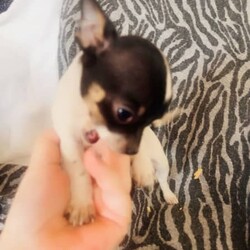 ❤️Amazing Tiny Pure Chihuahua pups MUST SEE!!❤️/Chihuahua (Long Coat)/Both/Younger Than Six Months,***SERIOUS ENQUIRIES ONLY***PRICE REDUCED THESE TINY CHIHUAHUA PUPS ARE LOOKING FOR WONDERFUL PET HOMES