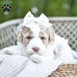 Ellie Mae/Mini Goldendoodle									Puppy/Female	/5 Weeks,To contact the breeder about this puppy, click on the “View Breeder Info” tab above.