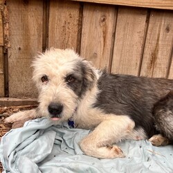 Adopt a dog:Domino/Old English Sheepdog/Female/Young,Hi! My name is Domino and I am a 1 yr old Sheepadoodle! I weigh about 50 pounds.
 
I was found as a stray and quickly brought home by a foster. I had to be shaved before being brought to the rescue, but my coat is coming back in nicely. My foster mom is happy that I don't shed at all.

I am housebroken and get along great with the other dogs and the cat. I'm not very food motivated, but I DO like treats. I'm not a big fan of my crate, but I'm learning and I nap inside it during the day. My foster mom lets me sleep in the bedroom at night on a rug next to the bed. 

I'm learning what house manners are. It's a lot to learn, but I'm getting better every day. I would really benefit from obedience training and it would help me build confidence and bond to my new forever people.
IMPORTANT: Please read all below, especially if you live outside of Texas, which is where our rescue is located.

Apply to adopt on our website: https://www.charmingpetrescue.org/adopt

All of our animals are spayed/neutered, microchipped, and up to date on shots.

ALL of our animals are located in Boerne, TX, but transport after adoption is available to other states for a $300 fee for dogs or an additional fee varying by location for cats. If you are seeing our pets posted in your state, that's because you live near a transport stop, they are not currently at that location. 

Petfinder lists our pets as 