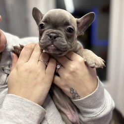 Beautiful French bulldogs puppies/French bulldogs/Mixed Litter/9 weeks,Gorgeous litter of French bulldogs 1x blue girls 2x blonde/tan and blue boys Parents are both family pets. Raised around children and other animal very happy, playful and loving pups. They are currently 8 weeks. Worming and fleaing all up to date. Any questions please feel free to message price is £700