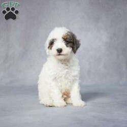 Teddy/Toy Poodle									Puppy/Male	/7 Weeks,AKC registered / Genetically tested Parents – Happy and healthy – F1 Cavapoo – Up to date on and deworming – Microchipped – 6 month health/1 year genetic guarantees(1yr/2yr if you remain on recommended food)- Full vet examination Call/text/email to schedule a time to come out and visit. We can ship to you, or can meet you at our airport. We can also meet in between if a reasonable distance.
