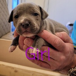Blue and White Staffordshire Bull Terriers for Sale/Staffordshire Bull Terriers/Mixed Litter/5 weeks,We have had a litter of 8 beautiful puppies. 4 boys and 4 girls the pups will be ready to go to their forever homes from the 4th December and mum and dad can be seen.
The pups will be...
KC registered,
Clear at birth of HC-HSF4 & L2-HGA,
1st injection administered,
Wormed and Flead,
Micro-chipped,
And come with 5 weeks free insurance through the Kennel Club and a puppy pack.