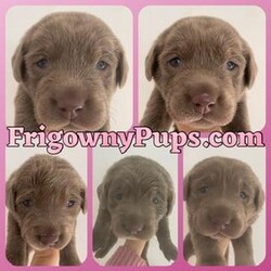 Adopt a dog:KC Reg Chocolate Dilute Labrador Puppies/Labrador/Mixed Litter/9 months,Stunning Silver Labradors from fully health tested US imported lines.

KC registered and ready to leave from 24th March (although I am happy to keep until a date of your convenience on receipt of a Holding Fee)

Both parents have excellent (very low) hip and elbow scores and are DNA clear, also current clear BVA Eye certificates. You will be given the opportunity to view both parents personal files.

Puppies will be Vet Checked with certification and given their first vaccination. They will be up to date with their Worming Program. 

They are microchipped and registered, details will be transferred to those of their new families on departure. Each puppy also has a unique ear tattoo for additional security.

Puppies leave with insurance cover activated.

Each puppy will have a bespoke PuppyPack, containing a quantity of the food they have been weaned onto plus feed information. All relevant paperwork including KC registration transfer form, microchip details, printed Worming Record Card, Vaccination Card with Vet Check Certificate, insurance pack and Puppy Care information leaflets. Also included is a scented snuggle blanket to help them settle and a teething toy.

More pictures can be seen on our website or social media profiles, search “Frigowny Labradors”

Genuine enquiries only please NO sightseers or photo collectors as I am very busy and do not appreciate time wasters!!

Viewing is possible once the puppies are over 6 weeks old but handling is prohibited due to the associated bio security risks. Reservation is possible on receipt of a Holding Fee.

I do have availability for MALE puppies from an older litter, who are fully vaccinated and ready to leave NOW also KC registered, microchipped etc

Please contact me by TEXT message in the first instance and I will call you when convenient. Thank you ?? x x x