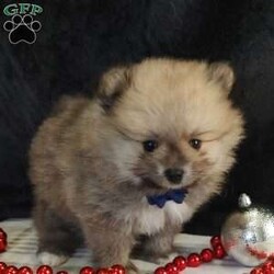 Kyler/Pomeranian									Puppy/Male	/6 Weeks,Hi there, meet this adorable little puppy named Kyler. Pomeranians are sweet smart and eager to please! This little guy will make the perfect addition to your family. Both parents are super sweet. I this little guy is estimated to be around five six pounds full grown. If you would like to meet or adopt this little sweetheart please text or call Barb. Best time to get a hold of me is Monday through Saturday. A non-refundable deposit of $150 will hold the puppy for you.