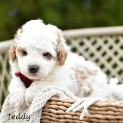 Teddy Tiny/Mini Goldendoodle									Puppy/Male	/6 Weeks,Say hello to our Micro mini goldendoodle boy Teddy!! He is absolutely adorable and looking for someone to cuddle with on Christmas eve!! He will be Vetchecked and up-to-date with dewormings etc..Teddy will only be around 12lbs full grown  !!