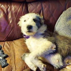 Adopt a dog:Domino/Old English Sheepdog/Female/Young,Hi! My name is Domino and I am a 1 yr old Sheepadoodle! I weigh about 50 pounds.
 
I was found as a stray and quickly brought home by a foster. I had to be shaved before being brought to the rescue, but my coat is coming back in nicely. My foster mom is happy that I don't shed at all.

I am housebroken and get along great with the other dogs and the cat. I'm not very food motivated, but I DO like treats. I'm not a big fan of my crate, but I'm learning and I nap inside it during the day. My foster mom lets me sleep in the bedroom at night on a rug next to the bed. 

I'm learning what house manners are. It's a lot to learn, but I'm getting better every day. I would really benefit from obedience training and it would help me build confidence and bond to my new forever people.
IMPORTANT: Please read all below, especially if you live outside of Texas, which is where our rescue is located.

Apply to adopt on our website: https://www.charmingpetrescue.org/adopt

All of our animals are spayed/neutered, microchipped, and up to date on shots.

ALL of our animals are located in Boerne, TX, but transport after adoption is available to other states for a $300 fee for dogs or an additional fee varying by location for cats. If you are seeing our pets posted in your state, that's because you live near a transport stop, they are not currently at that location. 

Petfinder lists our pets as 